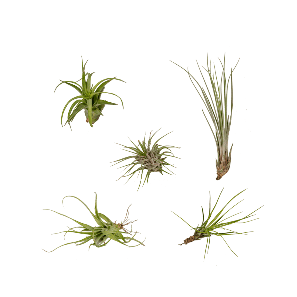 Tillandsia Air Mix – 5 Luftpflanzen – Ø6cm – Pflegeleichte Tillandsien-Mischung – Ohne Erde – Für helle Innenräume & kreative Deko 