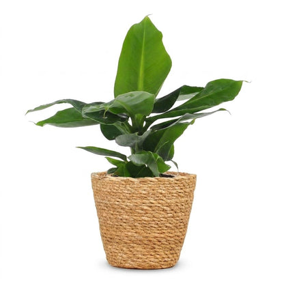 Orientalische Zwergbanane – Musa 'Oriental Dwarf' – Topf Ø12cm – Höhe 30cm – mit Korb – Ansicht 2