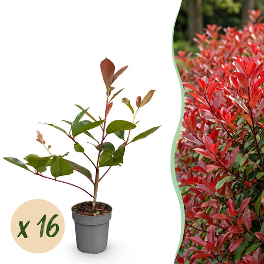 Glanzmispel 'Red Robin' – Photinia fraseri 'Red Robin' – 16 Heckenpflanzen – Topf Ø9cm – Höhe 25-35cm