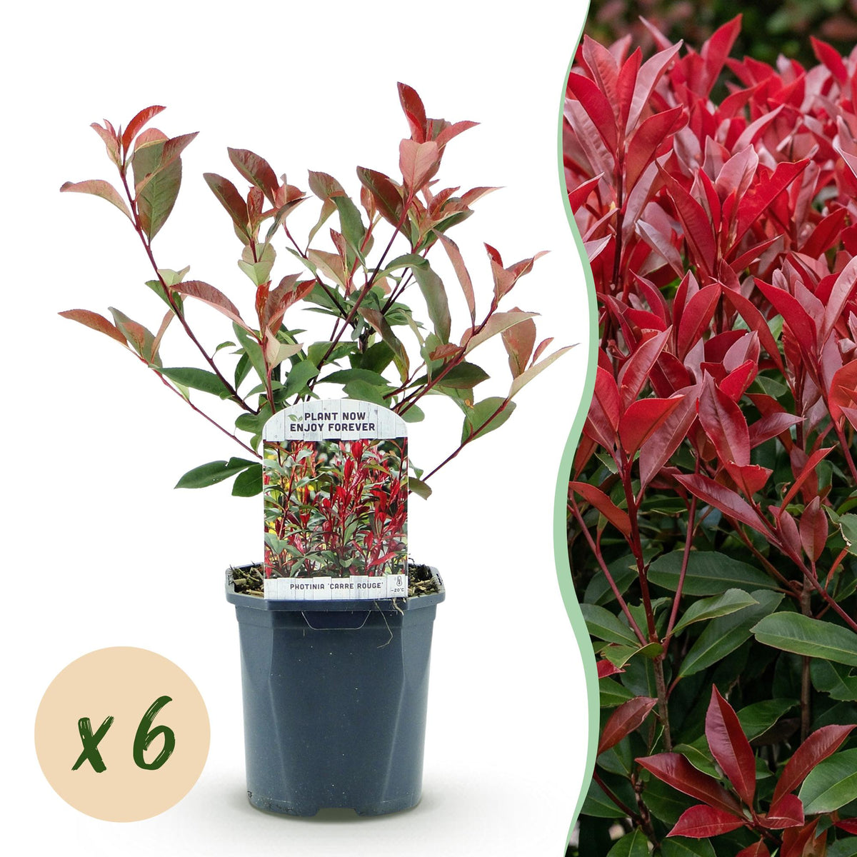 Green boutiQ - Haagplanten - Photinia fraseri Carre Rouge - groen rood  - 6 planten - 1 strekkende meter - groenblijvend - pot 17cm hoogte 55cm 
