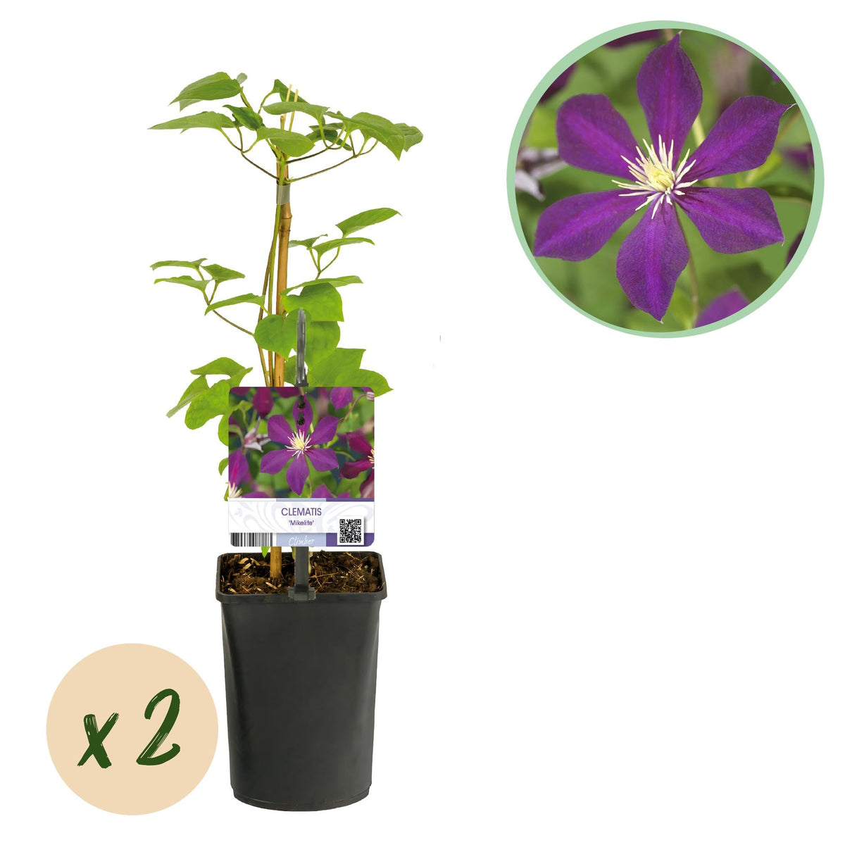 Kletterpflanze Clematis Mikelite – Lila-weiße Blüten – Wenig Pflege – 2 Pflanzen – 11 cm Höhe 40 cm – Für Garten, Terrasse & Pergolen 