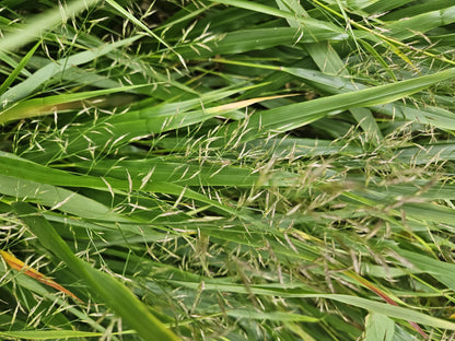 Japan-Zwergschilf Hakonechloa macra – ↕10-25cm – Ø9cm – 6 Pflanzen – Elegantes, winterhartes Ziergras für schattige Gärten – Bodendecker & Gartendekoration 