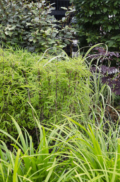 Carex morrowii Irish Green - Ø19cm - ↕40cm - Ø14 - ↨30cm 