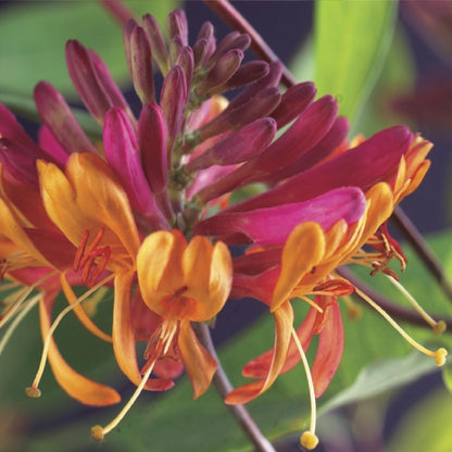 Geißblatt - Lonicera heckrottii Goldflame - Blüten Rosa mit Gelb - wenig Pflege - 2 Pflanzen - Topf 11cm Höhe 40cm 