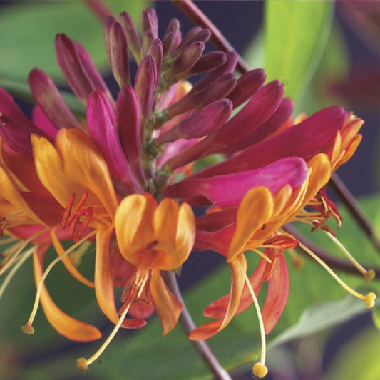Geißblatt - Lonicera heckrottii Goldflame - Blüten Rosa mit Gelb - wenig Pflege - 2 Pflanzen - Topf 11cm Höhe 40cm 