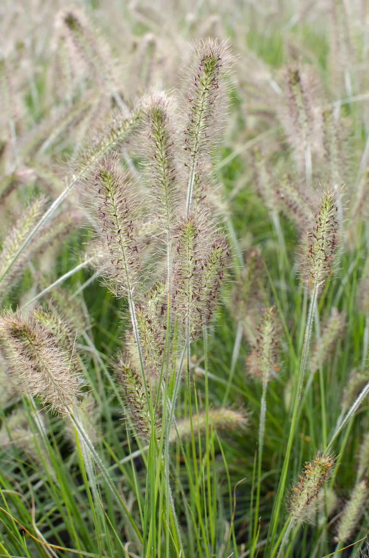 Lampenputzergras - Pennisetum alopecuroides 'Hameln' - Ø14 - ↨30cm 