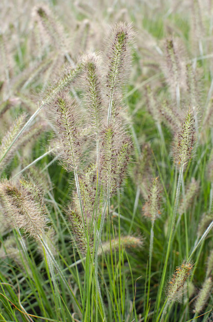 Lampenputzergras - Pennisetum alopecuroides 'Hameln' - Ø14 - ↨30cm 