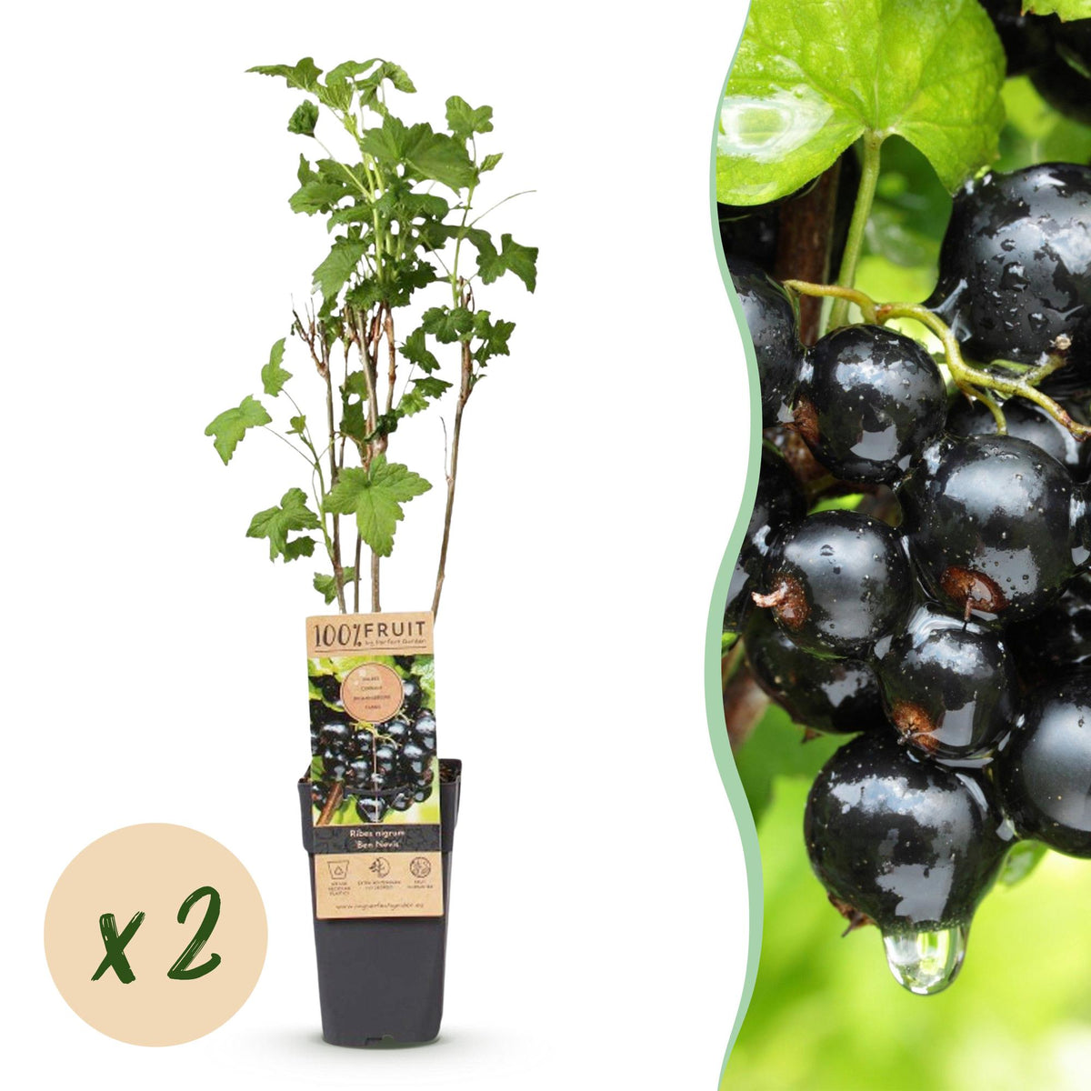 Green boutiQ - Fruit plant - Ribes nigrum Ben Nevis - Berry plant - Winter hardy - Blackcurrant - 2 Plants - Pot 15cm - Height 50cm 