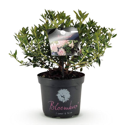 Green boutiQ - Zwerg-Rhododendron - Rhododendron Bloombux Light Pink - Blühende Buxus - Wenig Pflege - Hellrosa Blüte - 1 Pflanze - Topf 23cm - Höhe 45-55cm 