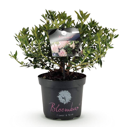 Green boutiQ - Zwerg-Rhododendron - Rhododendron Bloombux Light Pink - Blühende Buxus - Wenig Pflege - Hellrosa Blüte - 1 Pflanze - Topf 23cm - Höhe 45-55cm 