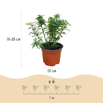Gartenrose Rosa Cutie Pie 3er Set – winterhart rosa – Duftrose im Topf 12cm – Höhe 20-25cm – kompakter Rosenstrauch 30-40cm – lange Blüte für Beet, Hecke, Balkon & Terrasse 