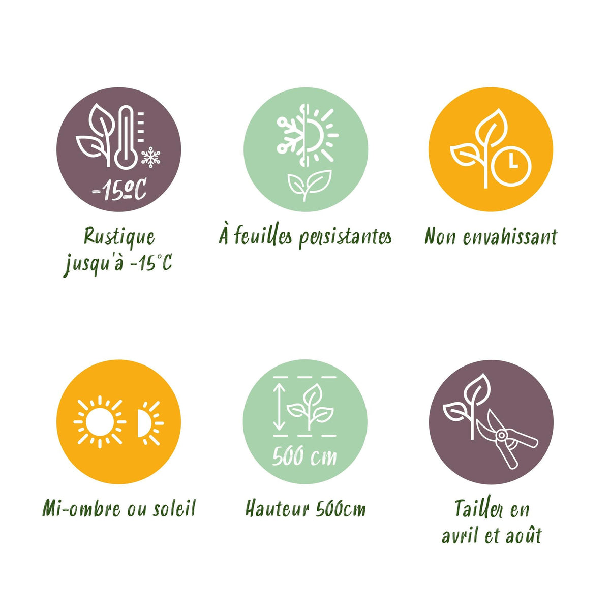 Kirschlorbeer Prunus laurocerasus Rotundifolia – Immergrüne Heckenpflanzen – 8 Pflanzen – 1 m – 9 cm Höhe 30–35 cm – Grün – Pflegeleicht 