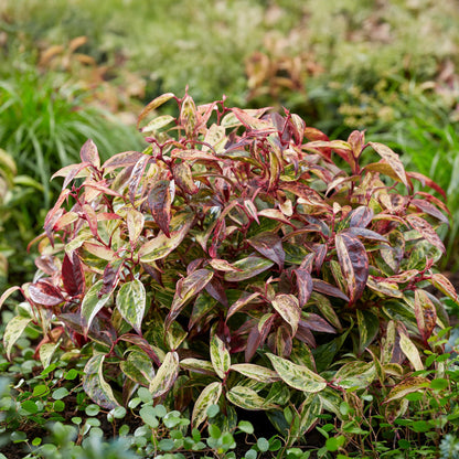 GreenboutiQ - Gartenpflanze - Leucothoe Makijaz - Braun - 2 Pflanzen - Immergrün - Wenig Pflege - Topf 17cm Höhe 45cm 