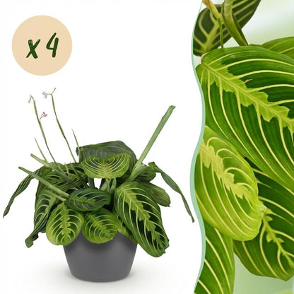Maranta Fascinator Lemon Lime 2er Set Pflanzen Mit Weißem Topf Ø12cm Höhe ca.25cm Gebetspflanze Haustierfreundlich Pflegeleic