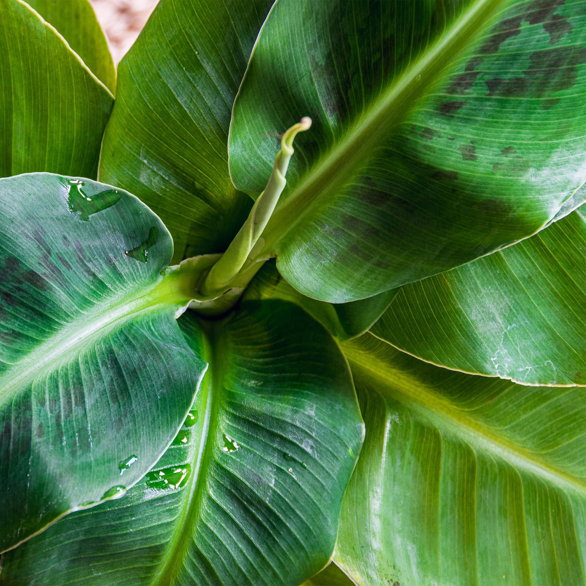 Green boutiQ - Zimmerpflanzen - Musa acuminata Dwarf Cavendisch - Bananenpflanze - Wenig Pflege - mit Korb - Grün - 1 Pflanze - Topf 21cm - Höhe 70-75cm 