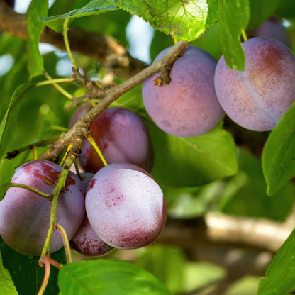 Pflaumenbaum – Prunus domestica 'Opal' – ca. 90 cm hoch – Topf Ø21 cm – gelb-rote Früchte – selbstfruchtend & ertragreich – Obstbaum für Garten & Terrasse 
