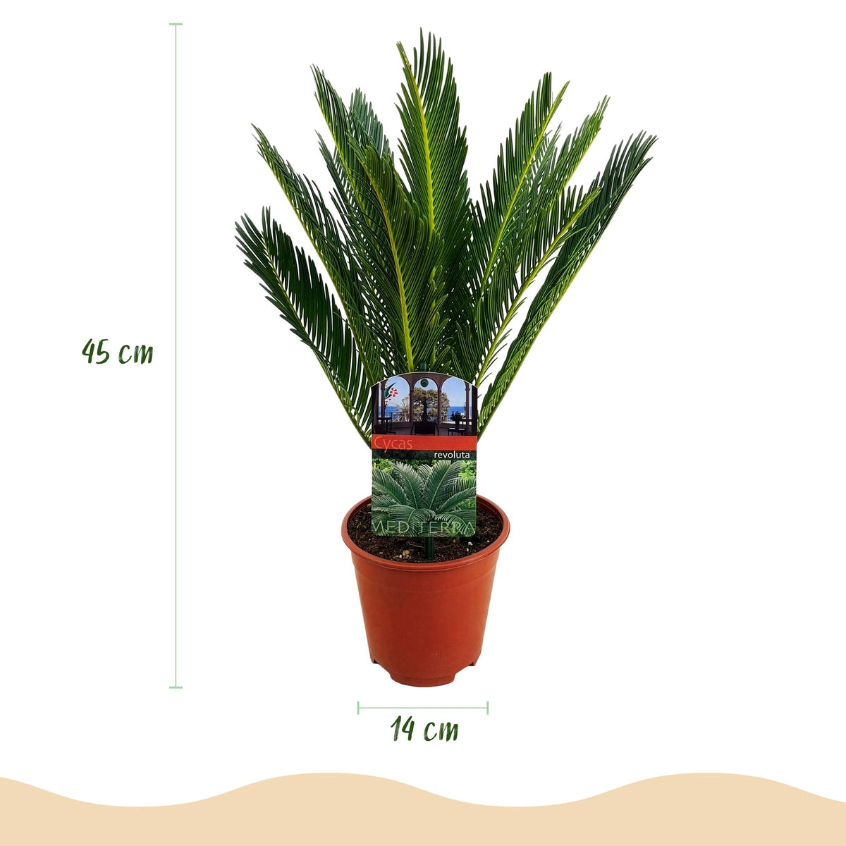 Cycas revoluta Sagopalmfarn – 45cm – 14cm – Pflegeleichte Zimmerpflanze mit fiederartigen Blättern – Exotischer Blickfang für Wohn- & Arbeitsräume 