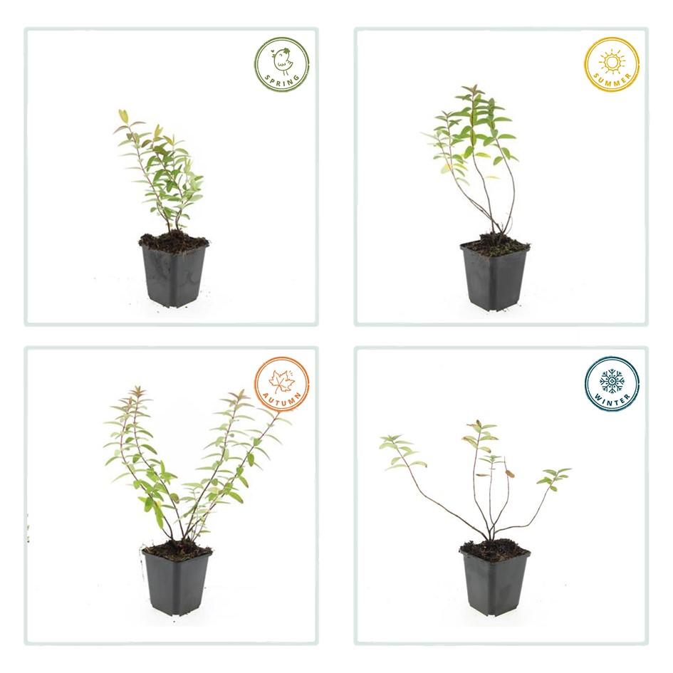 Hypericum Hidcote – Großblumiges Johanniskraut – 6 Pflanzen Ø9cm – Höhe 10–25cm – Immergrüner Strauch mit gelben Blüten – Pflegeleicht, winterhart & bienenfreundlich 