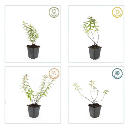 Hypericum Hidcote – Großblumiges Johanniskraut – 6 Pflanzen Ø9cm – Höhe 10–25cm – Immergrüner Strauch mit gelben Blüten – Pflegeleicht, winterhart & bienenfreundlich 