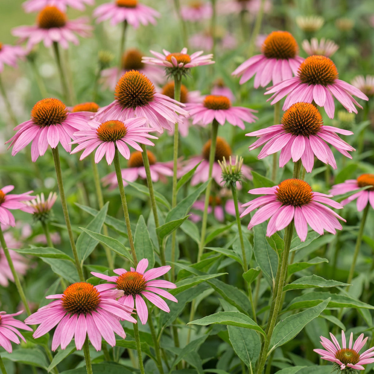 Sonnenhut 'Magnus' (purpurrot) – Echinacea purpurea 'Magnus' – Topf Ø11cm – Ansicht 5