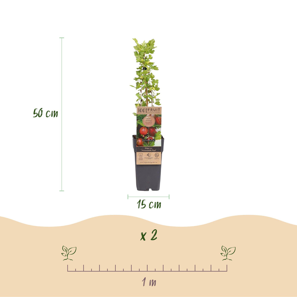 Green boutiQ - Fruit Plant - Ribes uva-crispa Hinnonmäki Röd - Gooseberry - Hardy - Red Currant - 2 Plants - Pot 15cm - Height 50cm 