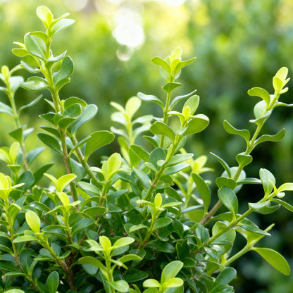 GreenboutiQ - Buxus Hecke - BetterBuxus Babylon Beauty - Resistent gegen die Buxuskrankheit - 7 Pflanzen - 1 laufender Meter - Topf 10,5cm Höhe 25-30 