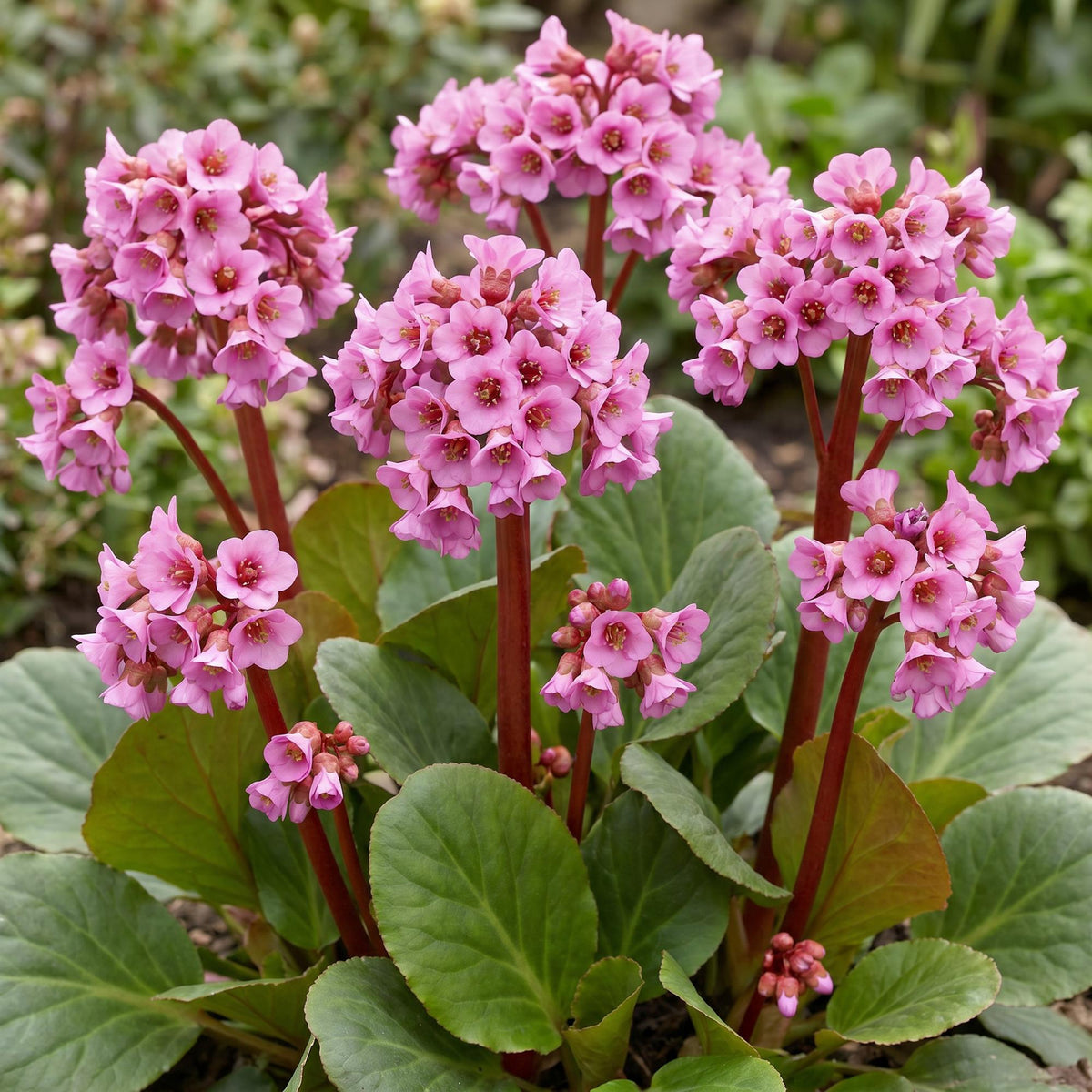 Bergenie – Bergenia cordifolia – 6 Pflanzen – Topf Ø11cm – Bienenfreundliche Staude für Garten & Balkon – Ansicht 5