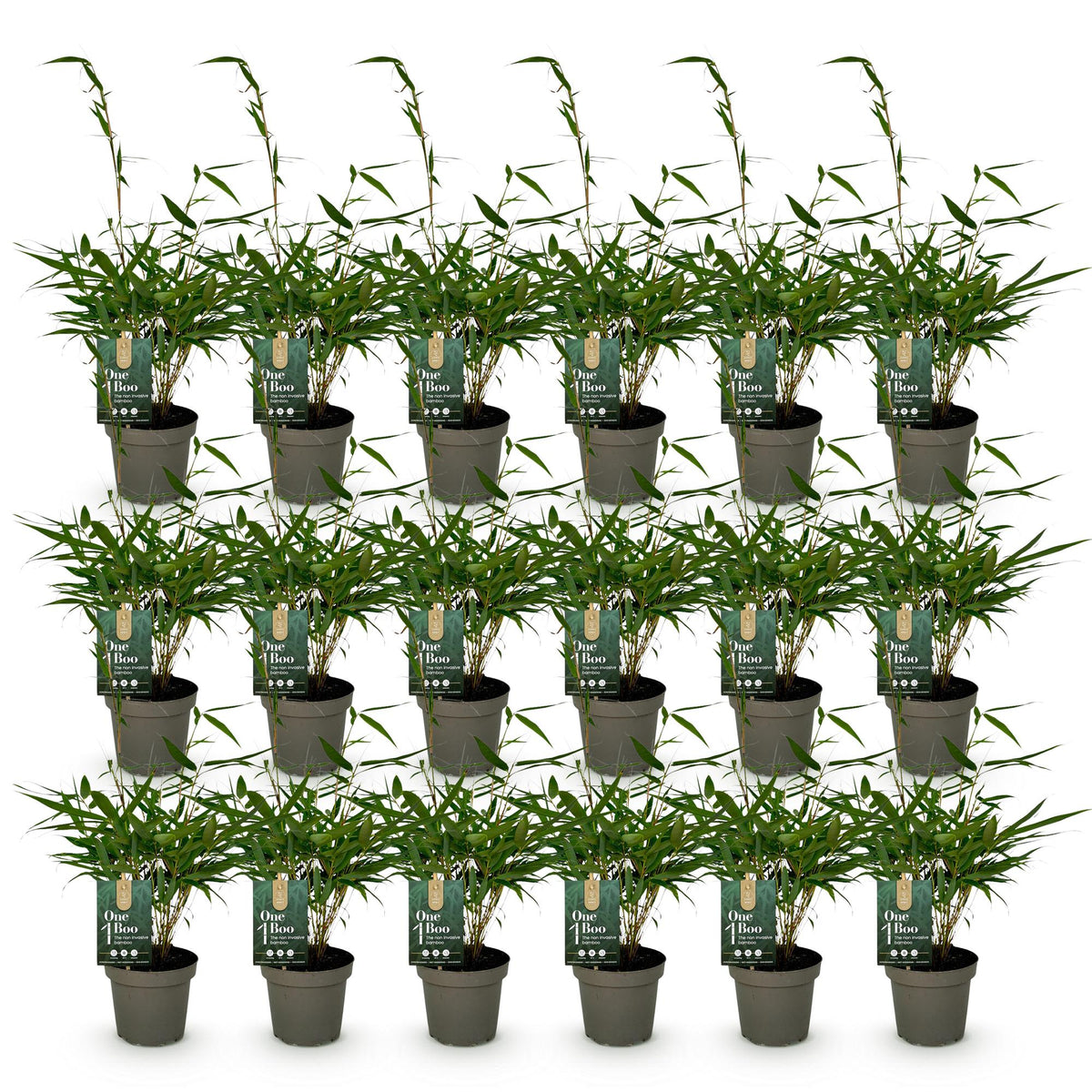 Bambus Fargesia robusta Pingwu immergrüner nicht invasiver Gartenbambus, grüne Sichtschutz Pflanzen, 14cm 35cm hoch 
