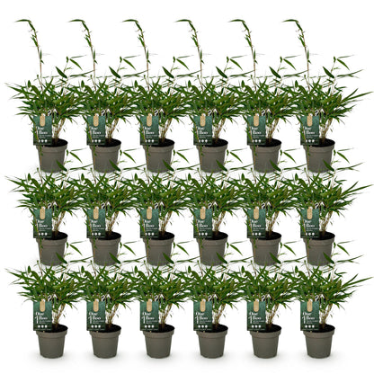 Bambus Fargesia robusta Pingwu immergrüner nicht invasiver Gartenbambus, grüne Sichtschutz Pflanzen, 14cm 35cm hoch 