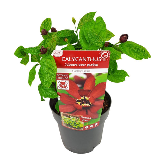 Sinocalycanthus 'Hartlage Wine'Â® - Ø19 - ↨30cm 