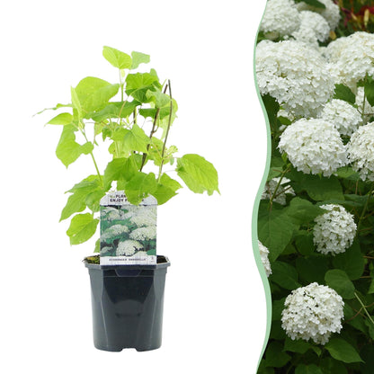 Rispenhortensie - Hydrangea arborescens Annabelle - Blüte Weiß - Große Blüten - 17cm Höhe 50cm - Winterhart & pflegeleicht für Beet & Kübel 