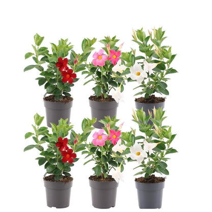 Dipladenia Mix – 6er-Set Mandevilla – Pink, Weiß & Rot – Kletterpflanzen – Ø12 cm Topf – Ca. 25 cm hoch – Blühfreudig, pflegeleicht & vielseitig – Für Garten, Terrasse & Balkon 