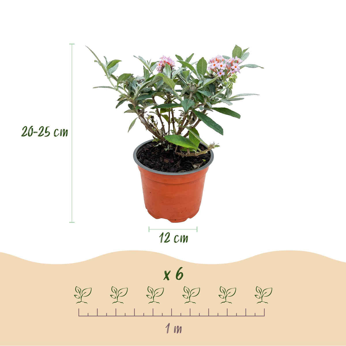Green boutiQ - Gartenpflanze - Buddleja davidii Butterfly Candy Little Pink - Schmetterlingsstrauch - Kompakt - Rosa - 1 Pflanze - Topf 12cm - Höhe 20-25cm 