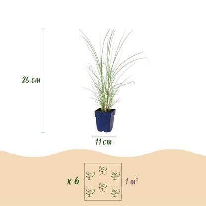 Chinaschilf 'Morning Light' – Miscanthus sinensis 'Morning Light' – Topf Ø11cm – Ansicht 3