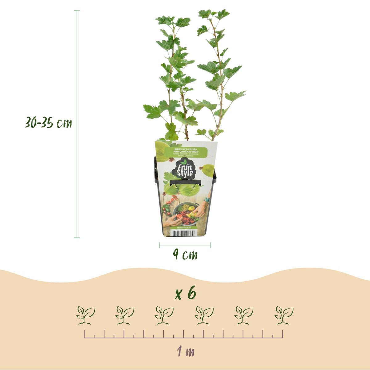 GreenboutiQ - Obstpflanzen - Stachelbeere - Ribes uva-crispa Hinnonmaki Grun - Winterhart - 6 Pflanzen - Topf 9 cm - Grüne Beere 