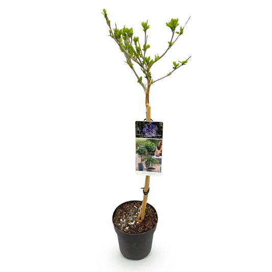 Hibiscus syriacus Blue Chiffon – Pflegeleichte Stamm-Pflanze mit großen blauen Blüten – Laubabwerfend – Ø19 cm – Höhe ca. 90 cm – Ideal für Terrasse & Balkon 