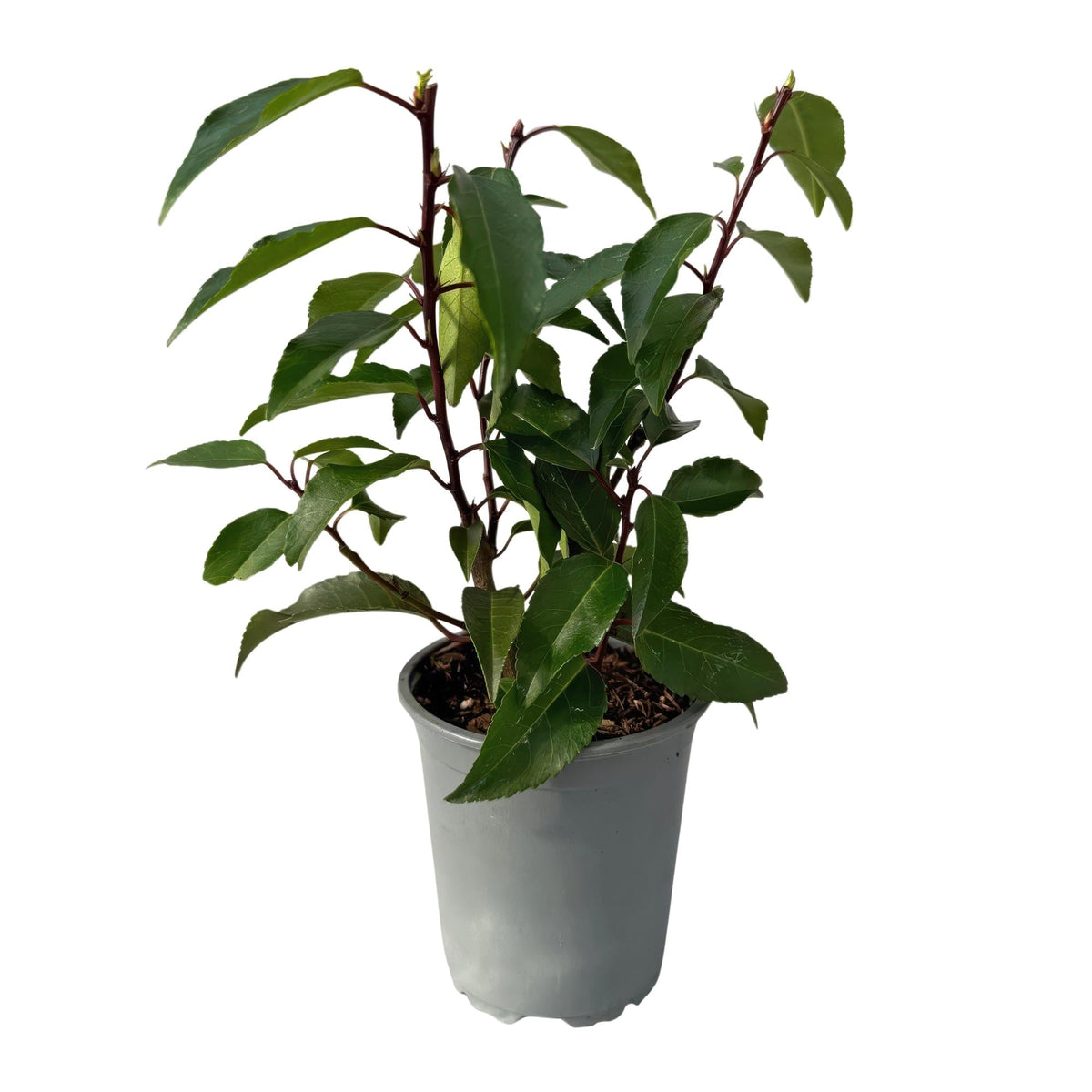 Prunus lusitanica Angustifolia – Chickasa-Pflaume – Immergrüne Heckenpflanze – Blatt Grün – 9 cm x H30–35 cm – pflegeleicht – 8 Pflanzen 