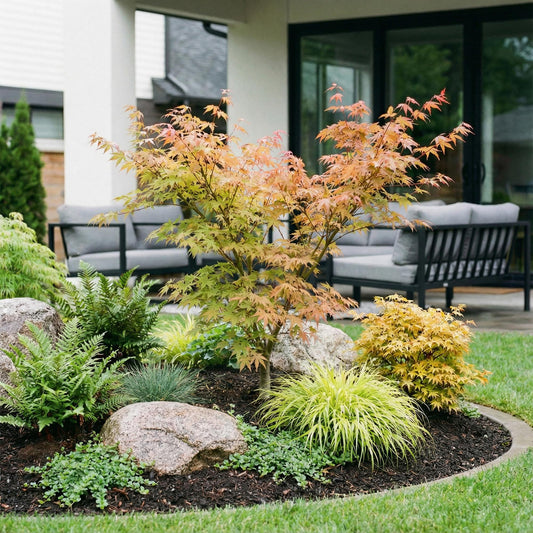 Green boutiQ - Gartenpflanze - Acer palmatum Katsura - Japanischer Ahorn - Laubabwerfend - Grün - 1 - Topf 26cm - Höhe 90cm 