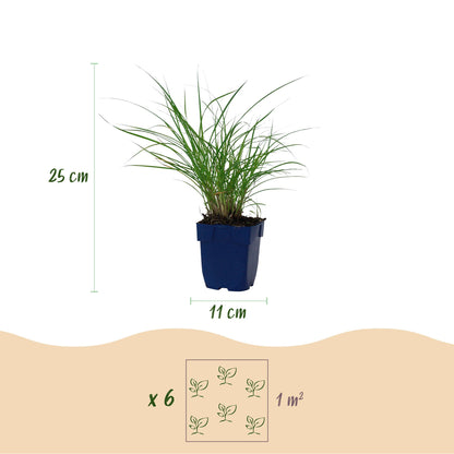 Chinaschilf 'Red Chief' – Miscanthus sinensis 'Red Chief' – 12 Pflanzen – Topf Ø11cm – Ansicht 3