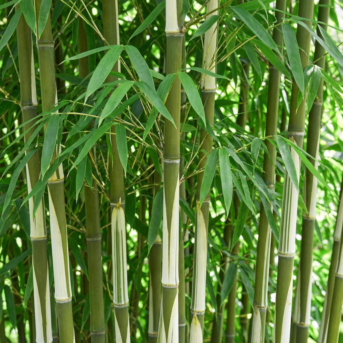 Bambus Fargesia robusta Pingwu immergrüner nicht invasiver Gartenbambus, grüne Sichtschutz Pflanzen, 14cm 35cm hoch 