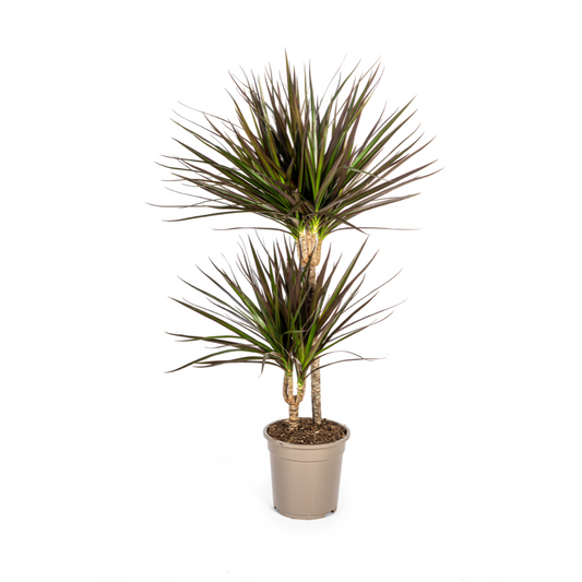 Drachenbaum Dracaena Marginata Magenta – Zimmerpflanze Ø19cm – 70-90cm hoch – Moderne Grünpflanze mit magentafarbenen Blatträndern – Pflegeleicht & dekorativ 