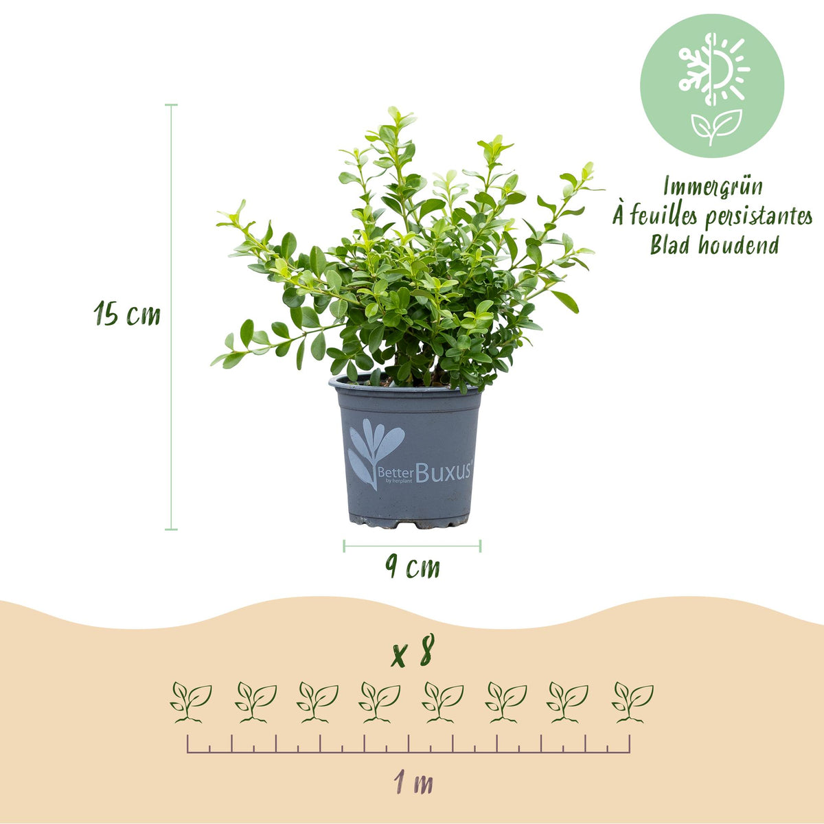 GreenboutiQ - Buxus Hecke - BetterBuxus Babylon Beauty - Resistenz gegen die Buxuskrankheit - 8 Pflanzen - 1 laufender Meter - Topf 9 cm Höhe 20-25 