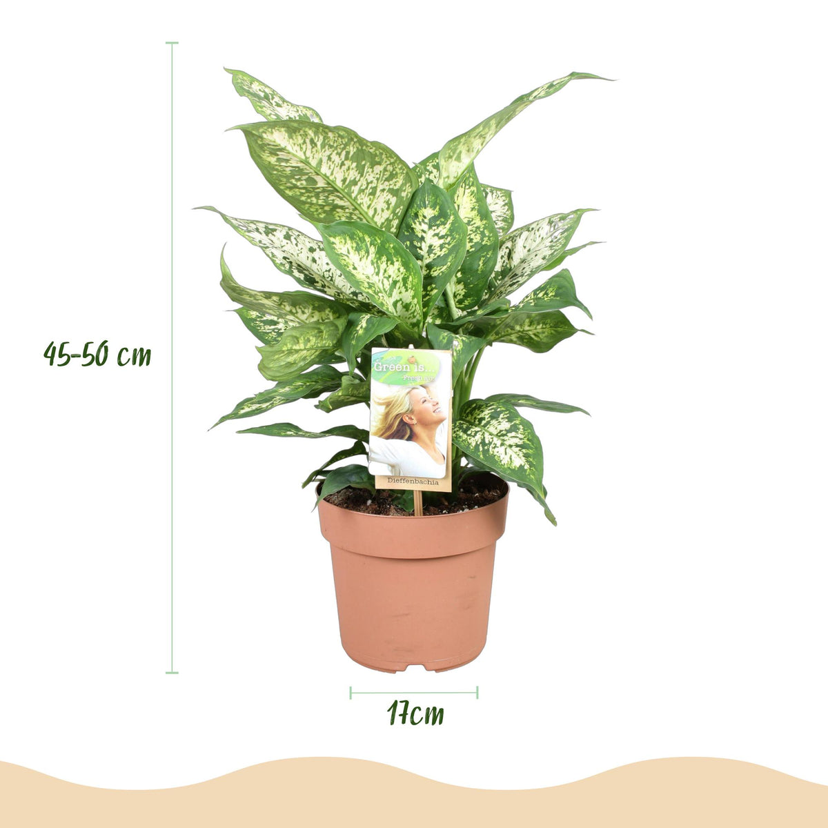 Green boutiQ - Zimmerpflanzen - Diefenbachia Compacta - Dieffenbachia - Wenig Pflege - Bunt - 1 Pflanze - Topf 17cm - Höhe 45-50cm 