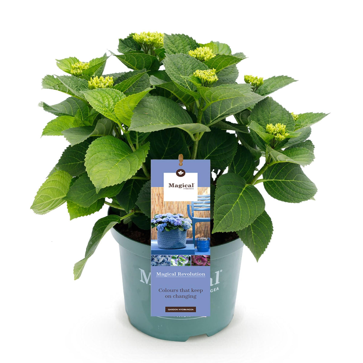 Hortensie Magical Revolution Blue – Blau – 2 Pflanzen – Hydrangea macrophylla – 23 cm – Ca. 55 cm hoch – 6–10 Blüten – Für Beet, Balkon & Terrasse – Pflegeleicht & winterhart 