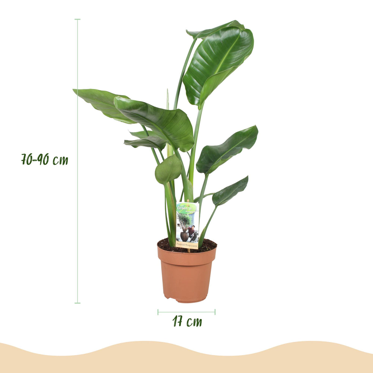 Green boutiQ - Zimmerpflanzen - Stelitzia Nicolai - Paradiesvogelblume - Wenig Pflege - Grün - 1 Pflanze - Topf 17cm - Höhe 70-90cm 