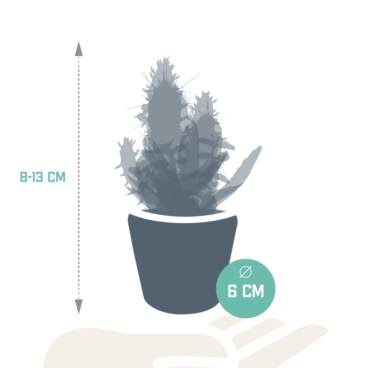 Kakteen & Sukkulenten Mischung – 15 Pflanzen 5,5 cm – Vielfältige Auswahl aus Cereus, Echeveria, Haworthia & Crassula – Hochwertige Qualität – Handbemalter mexikanischer Topf inklusive 