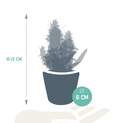 Kakteen & Sukkulenten Mischung – 15 Pflanzen 5,5 cm – Vielfältige Auswahl aus Cereus, Echeveria, Haworthia & Crassula – Hochwertige Qualität – Handbemalter mexikanischer Topf inklusive 