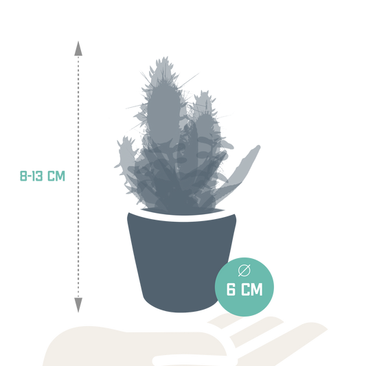 Kakteen & Sukkulenten Mischung – 15 Pflanzen 5,5 cm – Vielfältige Auswahl aus Cereus, Echeveria, Haworthia & Crassula – Hochwertige Qualität – Handbemalter mexikanischer Topf inklusive 