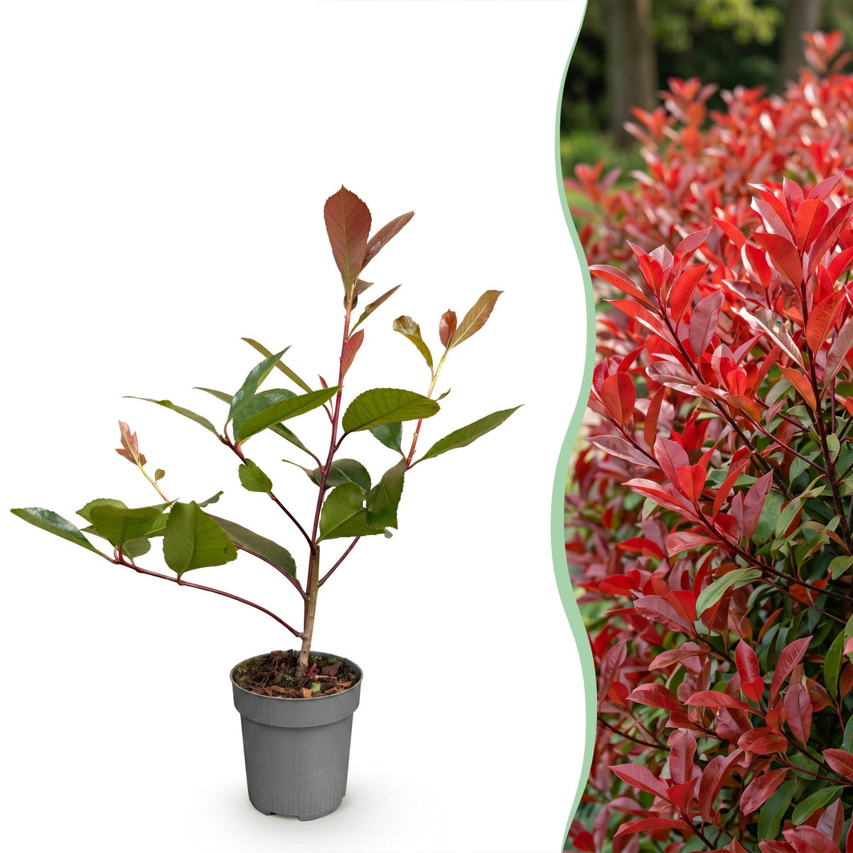 Glanzmispel 'Red Robin' – Photinia fraseri 'Red Robin' – 16 Heckenpflanzen – Topf Ø9cm – Höhe 25-35cm – Ansicht 3