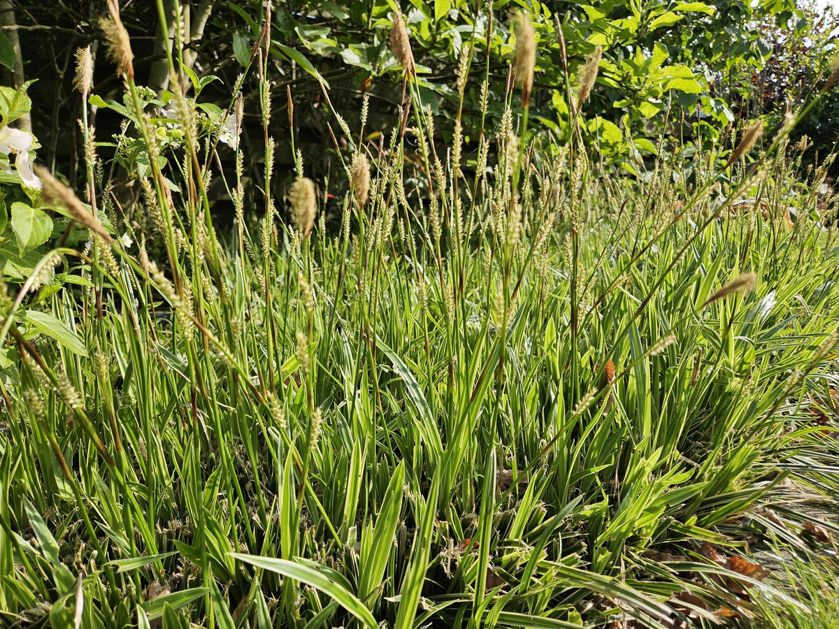 Goldrand Segge Carex morrowii 'Aureovariegata' – ↕10-25cm – Ø9cm – 6 Pflanzen – Immergrünes Ziergras & Bodendecker – Winterhart & pflegeleicht 